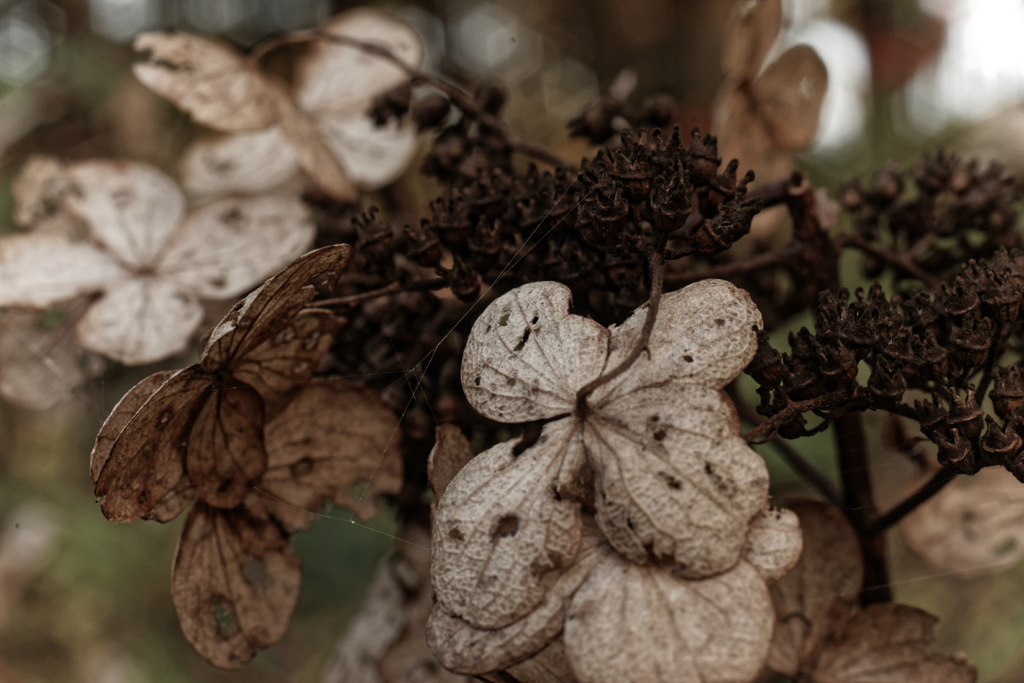 hydrangea #5