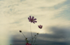 Canon AE-1 #4