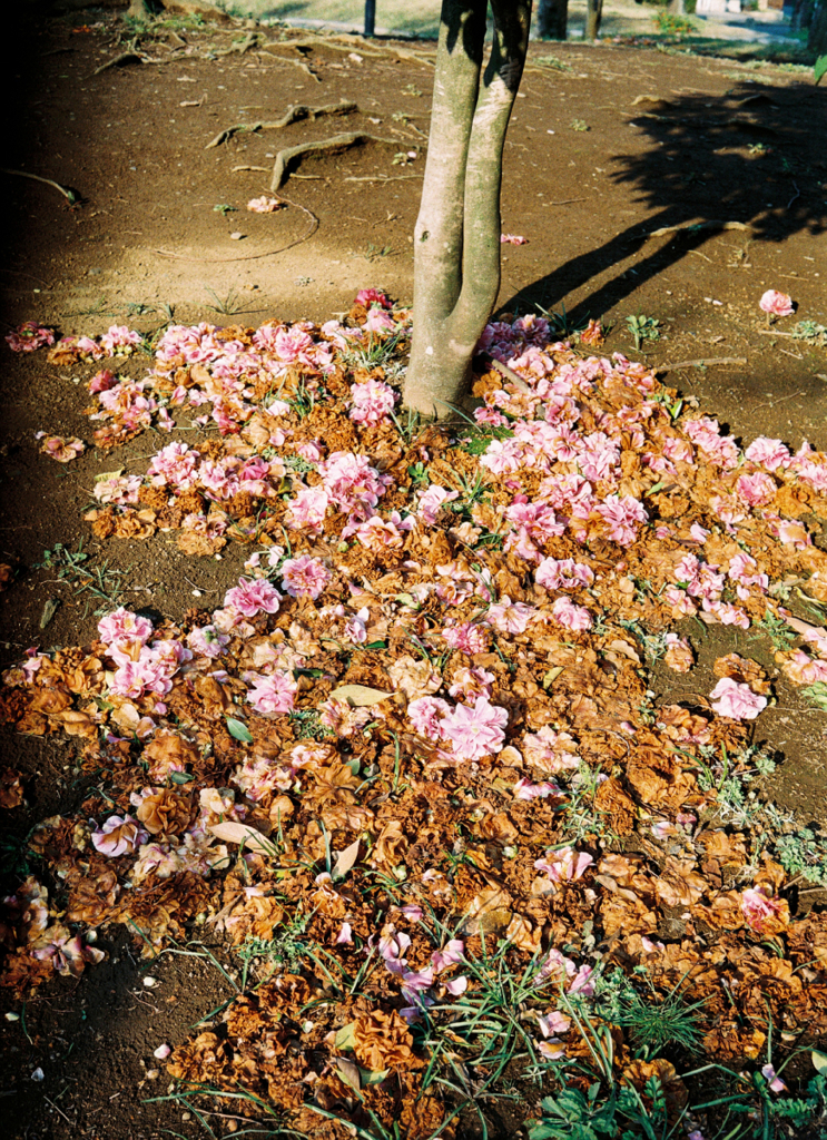 OLYMPUS 35DC #6