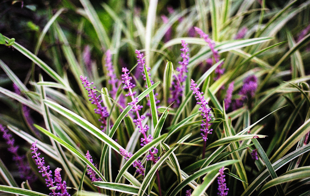 roadside flowers #2