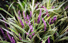 roadside flowers #2