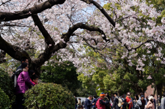 a spring day in the Ueno #14