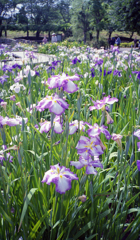梅雨の花 #7