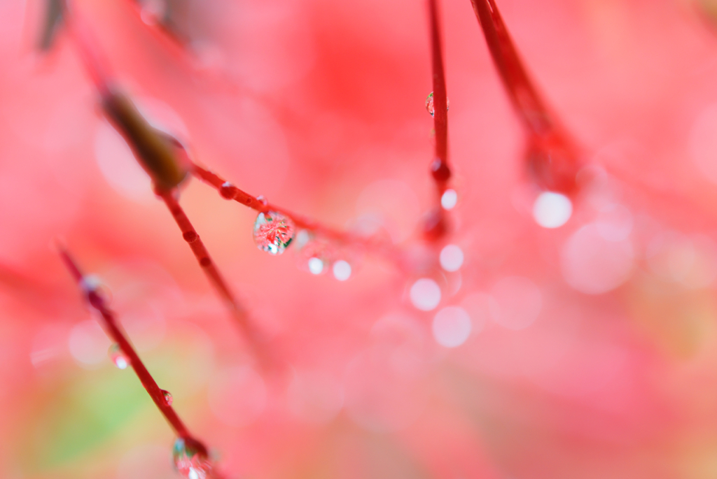 曼珠沙華 #24