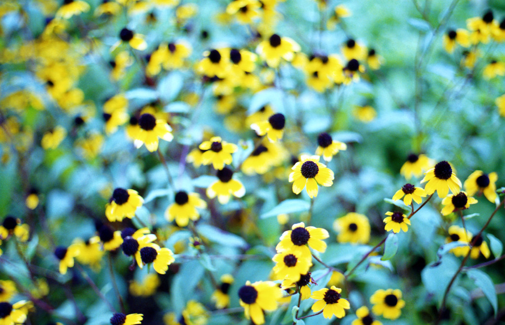 roadside flowers #1
