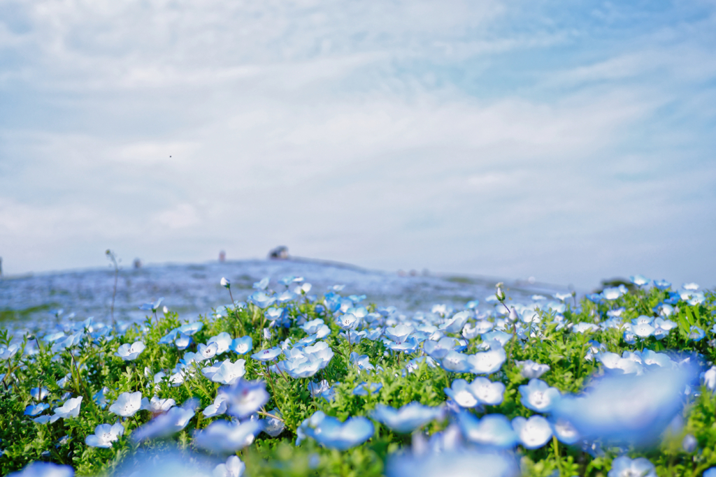 flower golden time #6