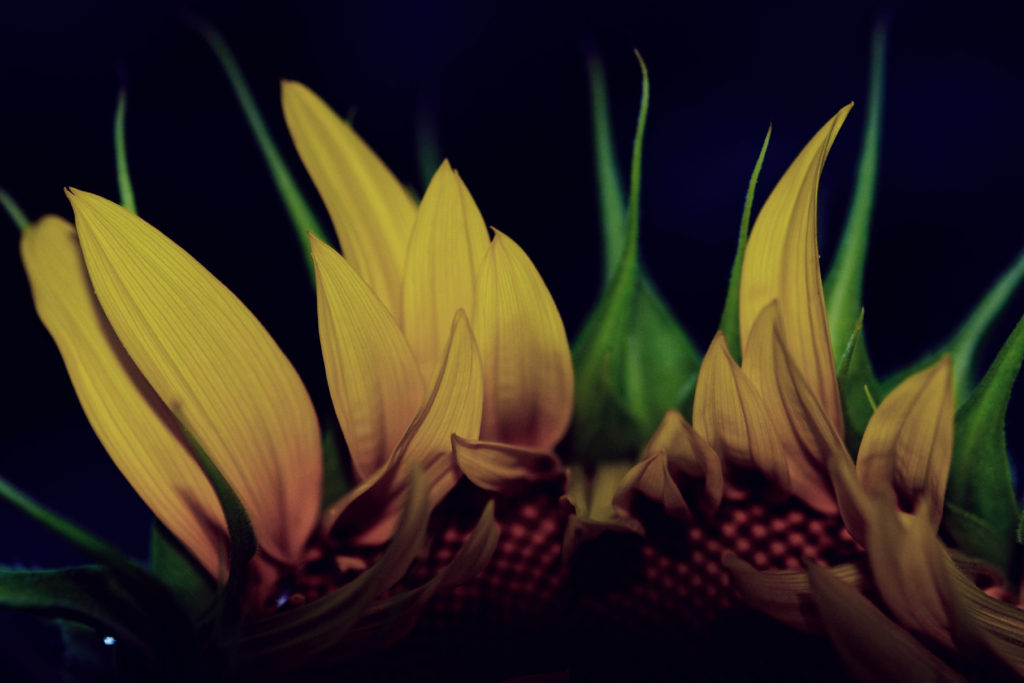 night sunflower #4