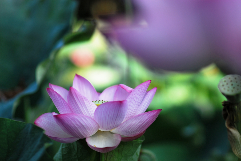 lotus #16