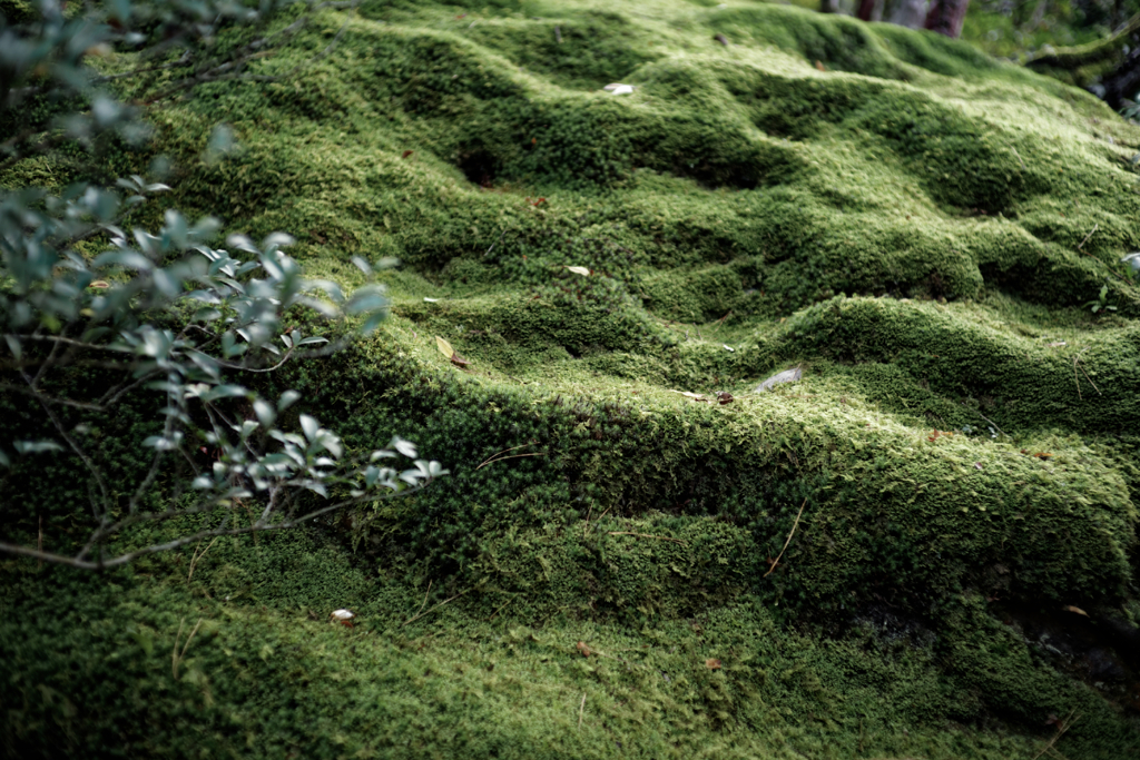 Kyoto Trip Snap #102