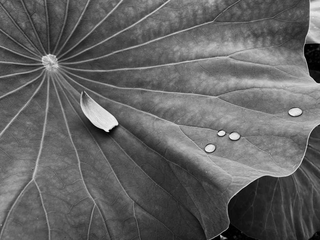 lotus #32