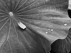 lotus #32