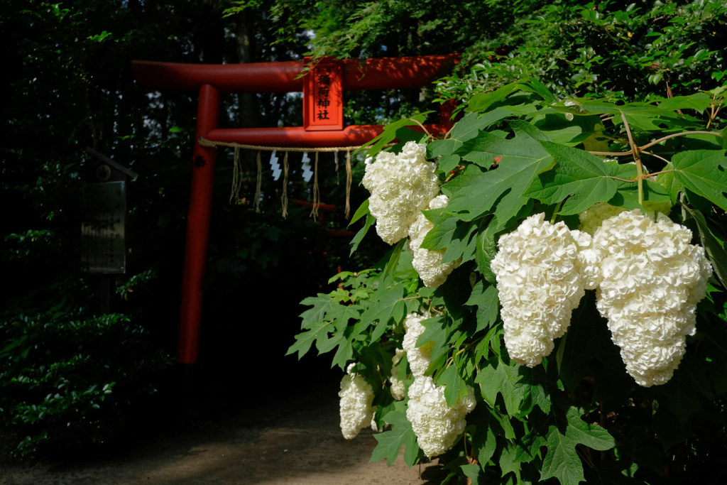 八幡宮の紫陽花 #7