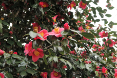 in the castle of rose #151