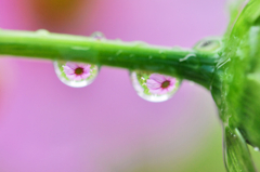 雨に濡れる花 #5