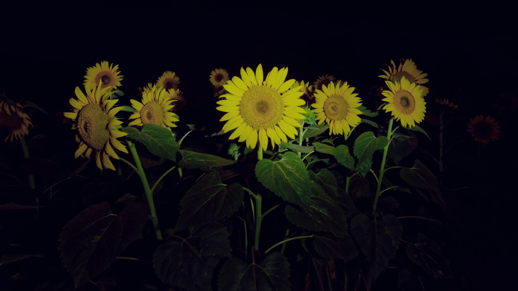 night sunflower #3