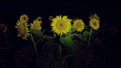 night sunflower #3