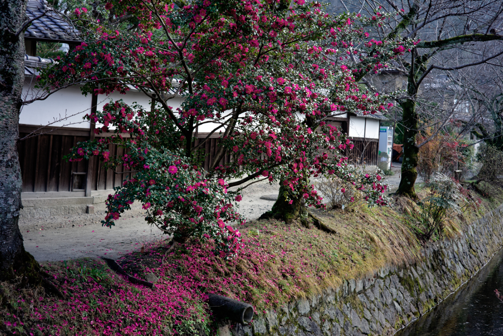 Kyoto Trip Snap #110