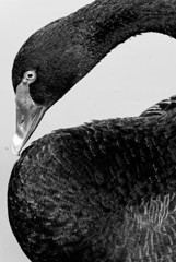 black swan #3