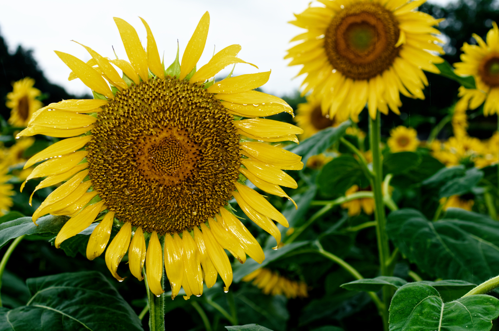 rainy sunflower #8