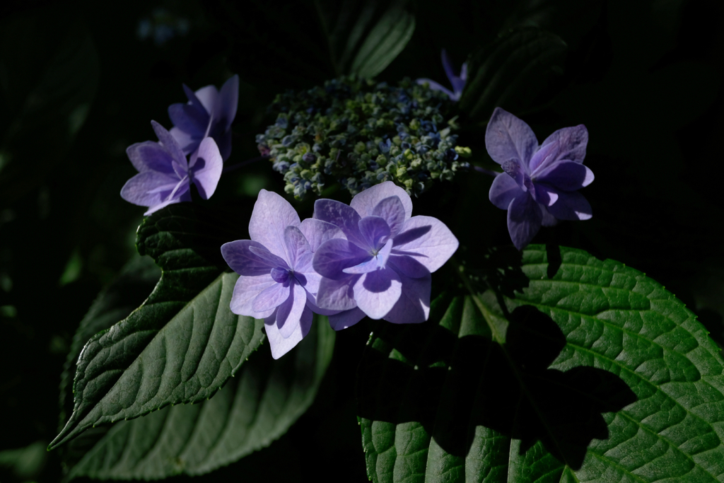 八幡宮の紫陽花 #2
