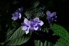八幡宮の紫陽花 #2