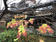 Kyoto Trip Snap #15