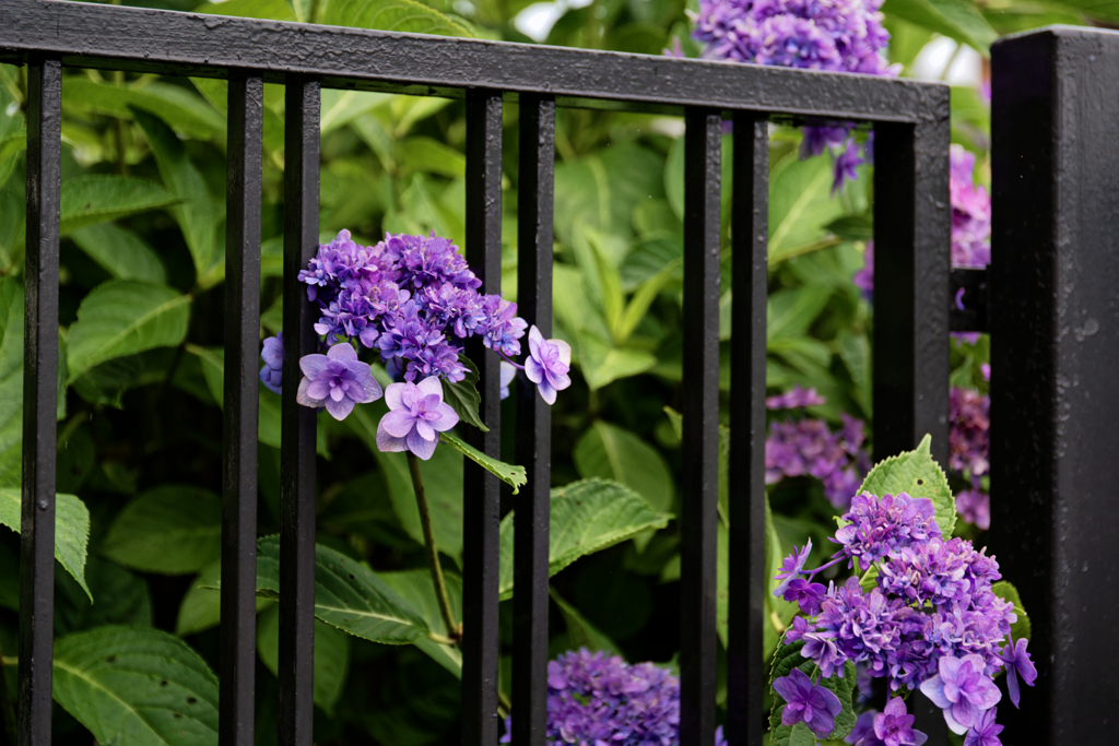 hydrangea #7