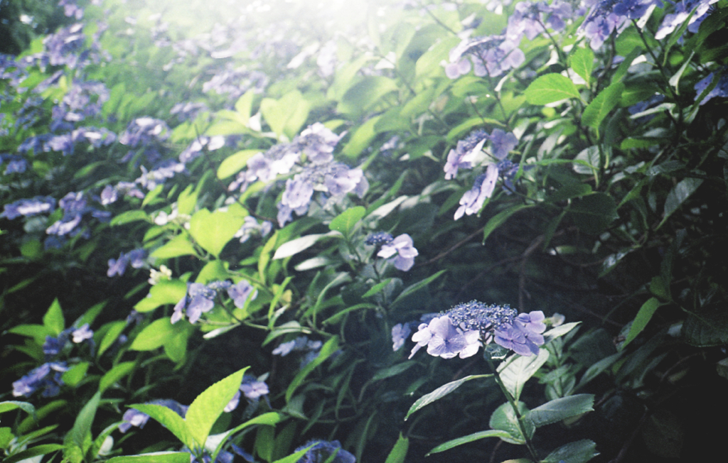 YASHICA ELECTRO 35 MC #16
