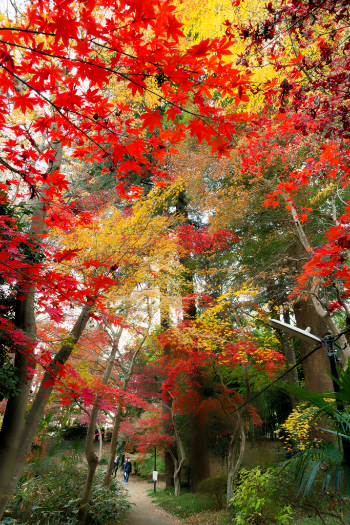 庭園公開2025 #11