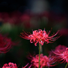 曼珠沙華 #8