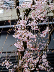 a spring day in the Ueno #19
