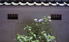 梅雨の花 #4