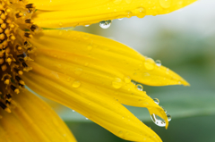rainy sunflower #9