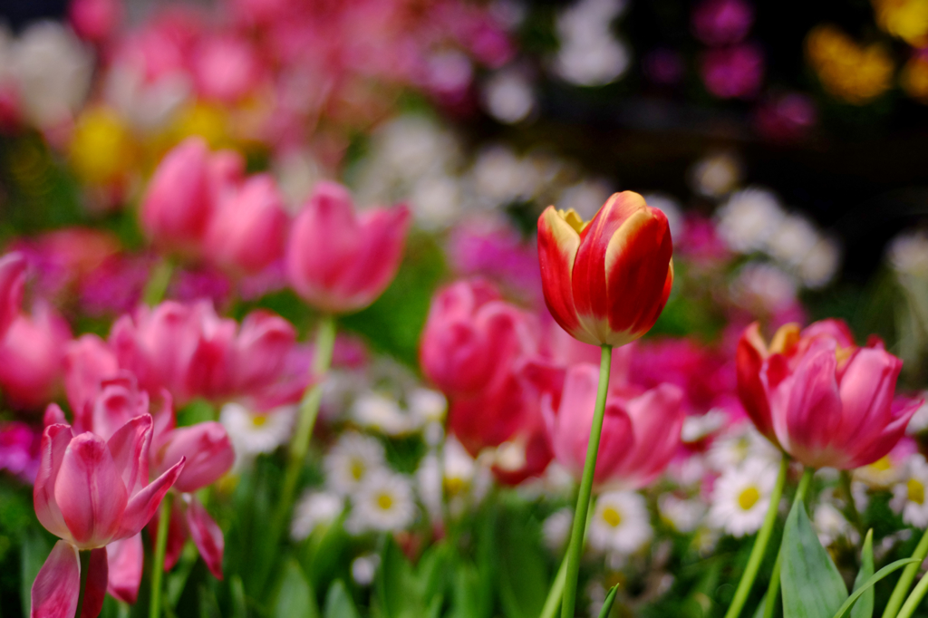 Marunouchi Flowers #2