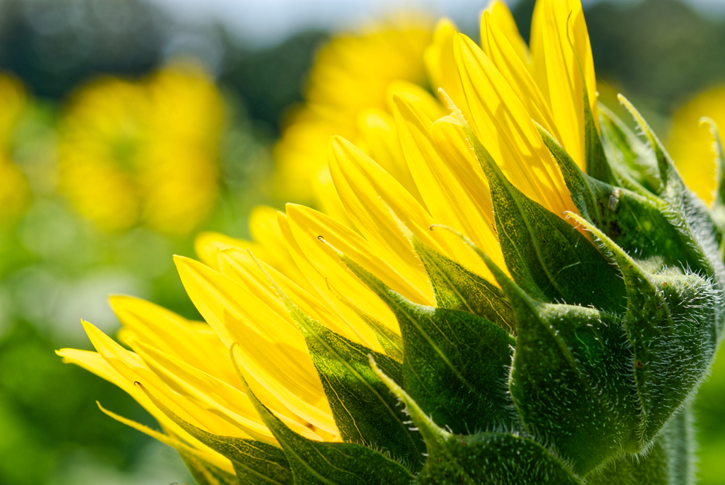 Good afternoon sunny gold #3