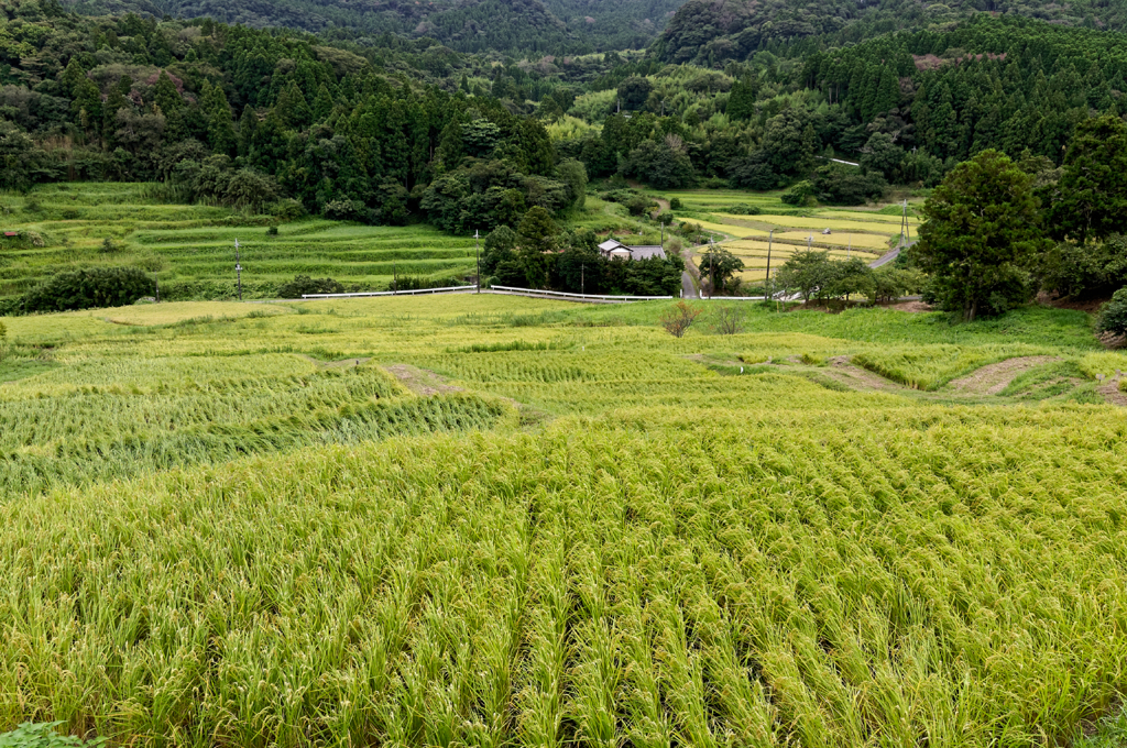 夏の千枚田 #2