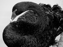 black swan #1
