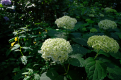 八幡宮の紫陽花 #3