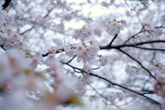 恋しくて、菜種梅雨に濡れる桜 #2
