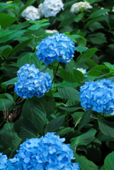 hydrangea #10