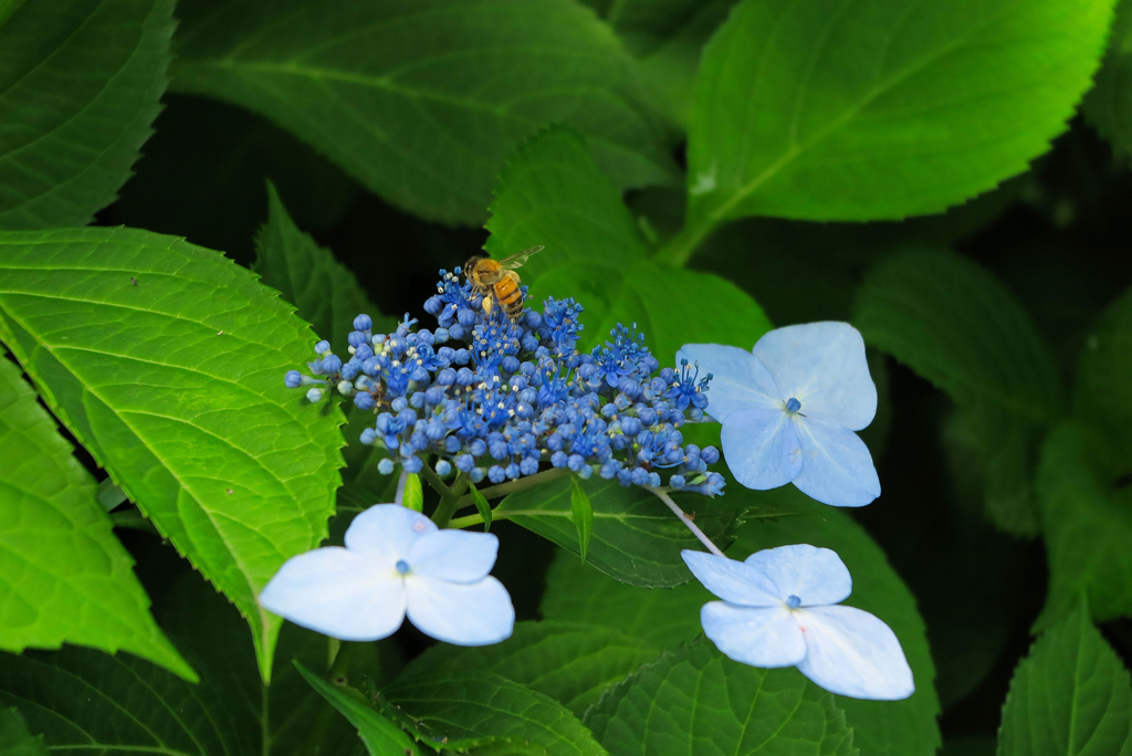 hydrangea #9