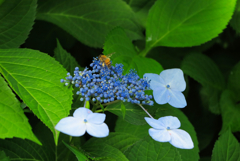hydrangea #9