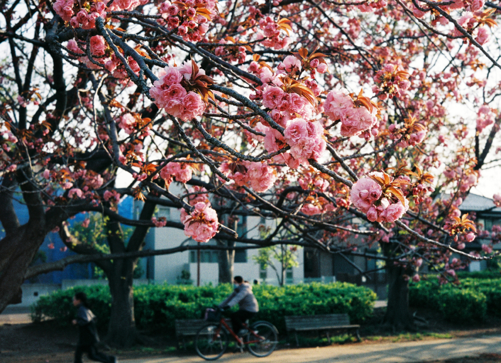 OLYMPUS 35DC #5