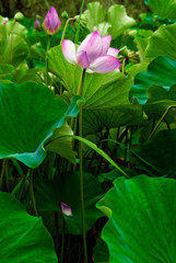 lotus #14