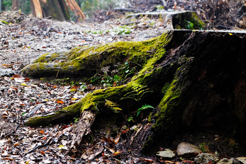 Kyoto Trip Snap #18