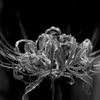 曼珠沙華 #10