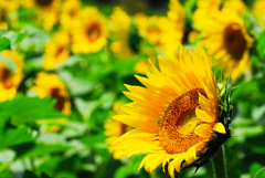 Good afternoon sunny gold #10