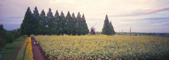 minolta P's #1