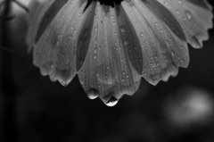 雨に濡れる花 #2
