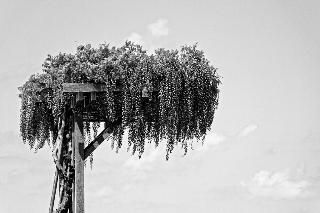 Wisteria #03